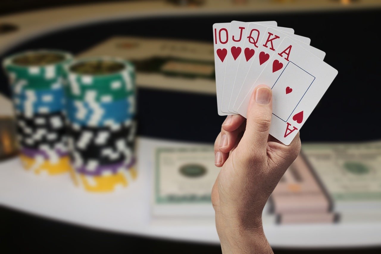 betdog